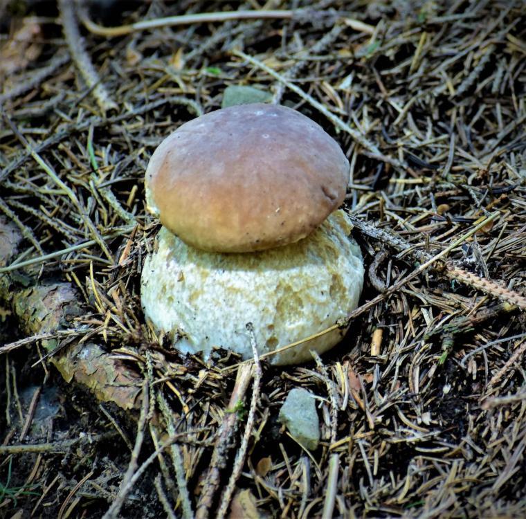 Prázdninové byty u kamaráta Habovka Extérieur photo